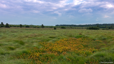Hautes Fagnes south-west of Baraque Michel