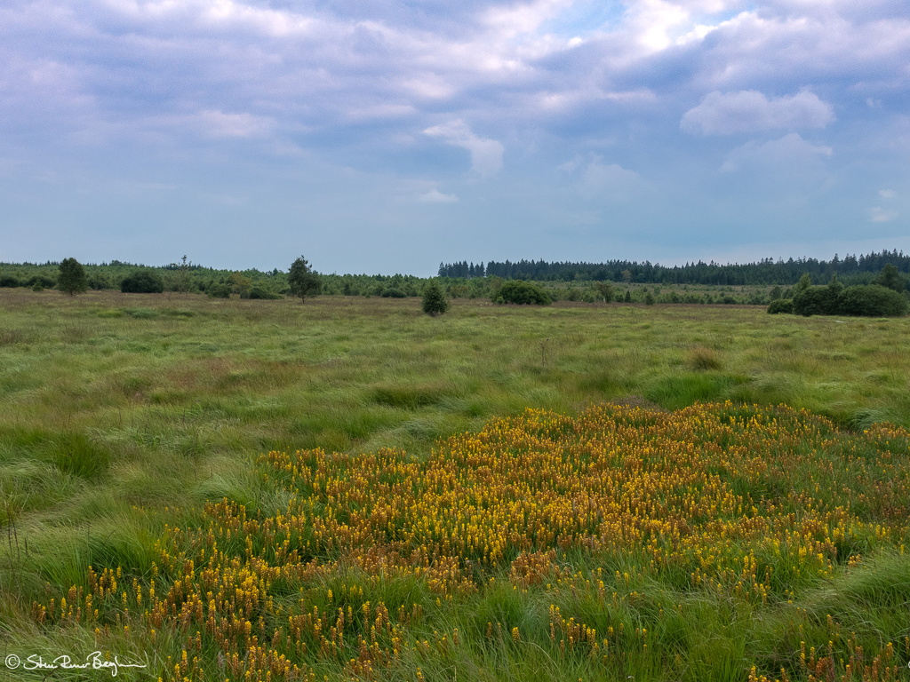 Hautes Fagnes south-west of Baraque Michel