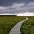 Hautes Fagnes boardwalk east of Baraque Michel