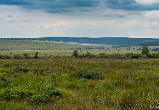 Hautes Fagnes to the north-east of Signal de Botrange