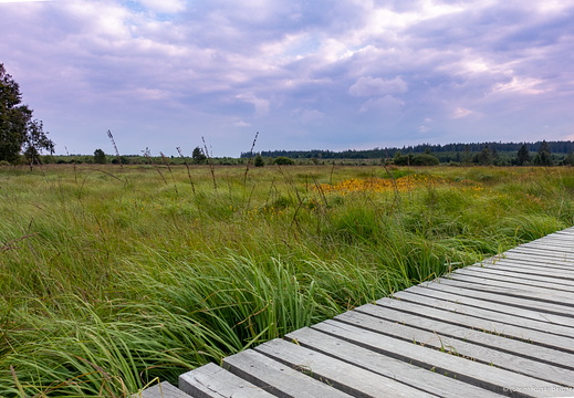 Hautes Fagnes south-west of Baraque Michel
