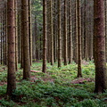 Forest floor near Baraque Michel