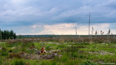 Hautes Fagnes south-west of Signal de Botrange