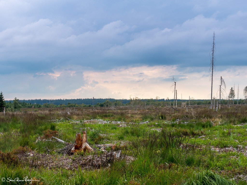Hautes Fagnes south-west of Signal de Botrange