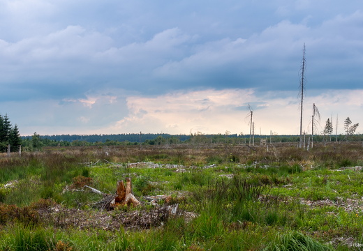 Hautes Fagnes south-west of Signal de Botrange