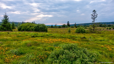 Hautes Fagnes south-west of Baraque Michel