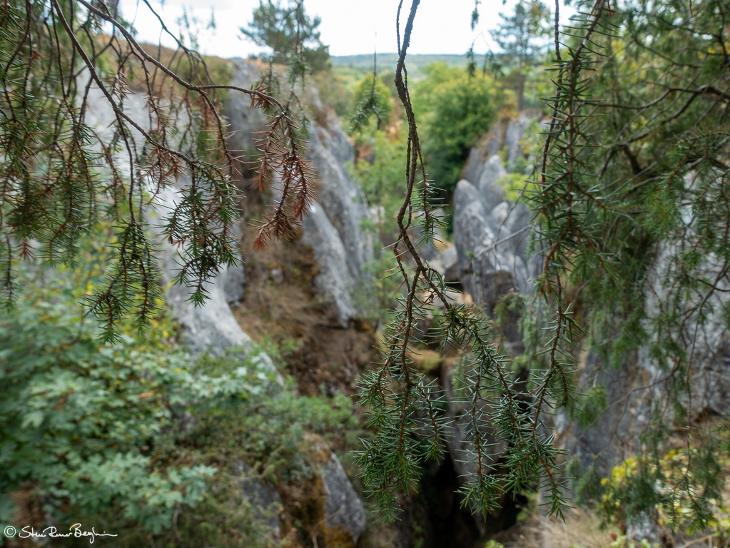 Hanging branches above Fondry des Chiens