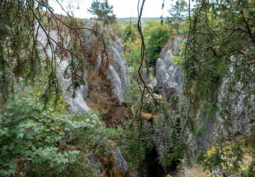 Hanging branches above Fondry des Chiens