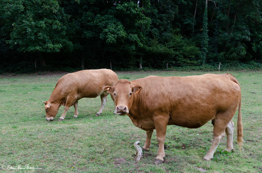 Cows grazing near Pont de Lesse