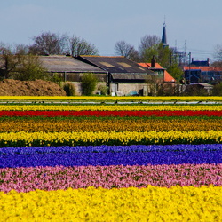 Lisse flower fields, April 2025