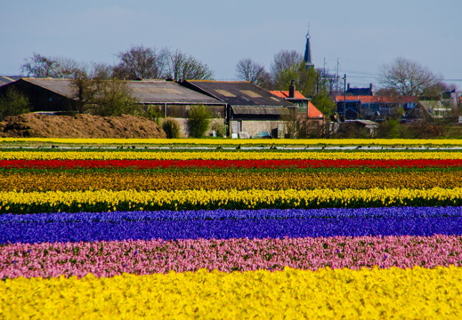 Flower farm stripes