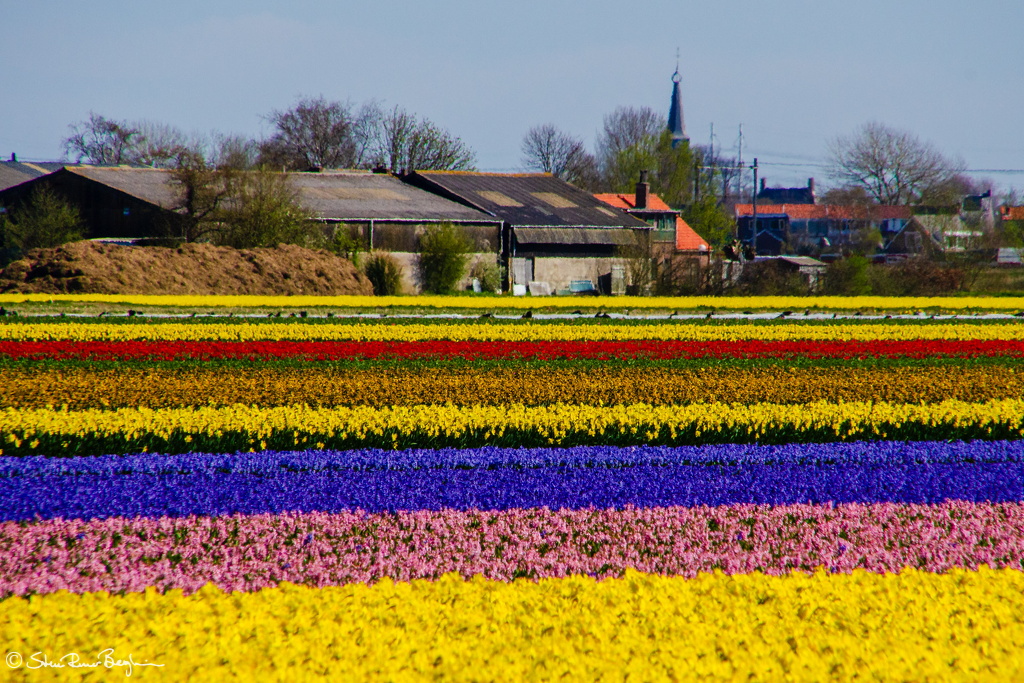 Flower farm stripes