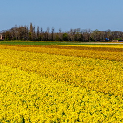 Lisse flower fields, April 2025