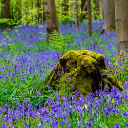 Hallerbos flowering season, April 2025