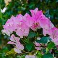 DSC 7253
