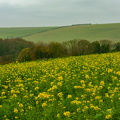 DSC02339-2