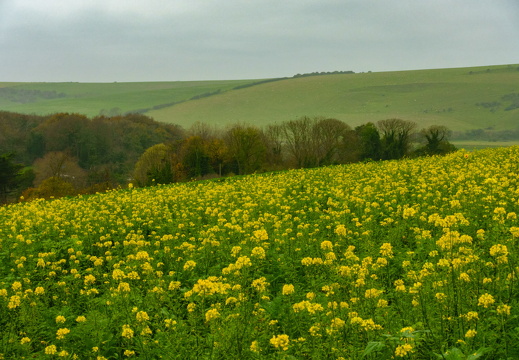 DSC02339-2