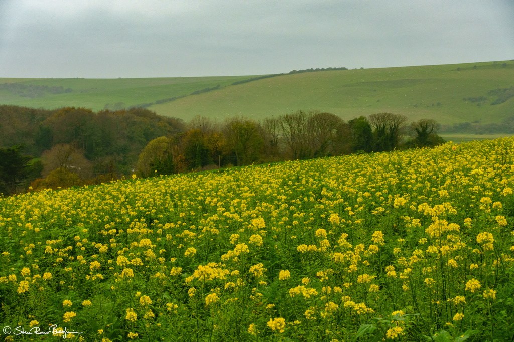 DSC02339-2