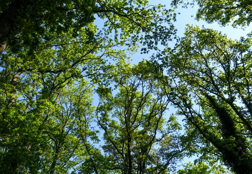 DSC08914-2