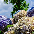 DSC 7681