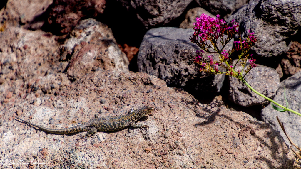 DSC_7694.jpg