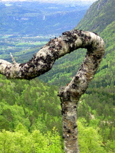 aam