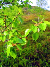 aam
