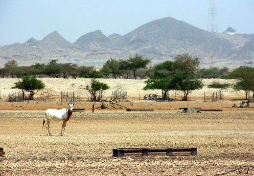 Sir Bani Yas Island (UAE) July 2008 - display this album Sir Bani Yas Island (UAE) July 2008