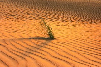 Straws in the desert