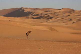 One camel