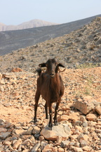 IMG 7249