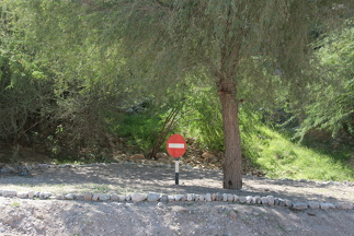 My land, my tree