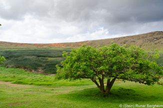 Tree inside Rano Raraku crater