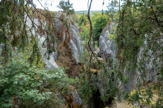 Hanging branches above Fondry des Chiens